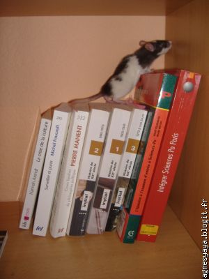 Le rat de bibliothèque